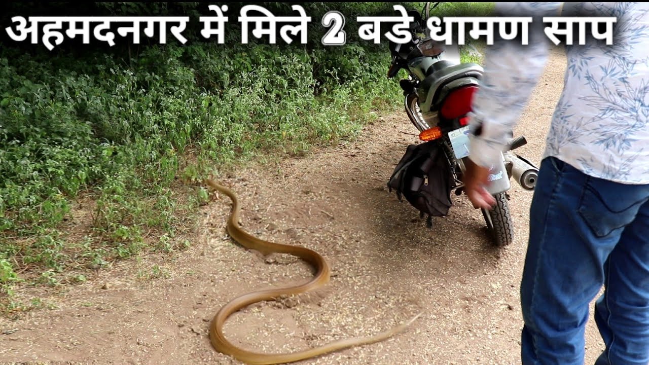 nagbibilang ng poste अहमदनगर में मिले 2 बडे धामण साप, Today rescue 2 indian rat snake from Ahmednagar, maharashtra