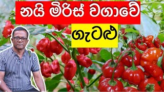 මේ ටික දැනගන නයි මිරිස් වවන්න | Nai Miris Wagawa | Ceylon Agri | Episode 287