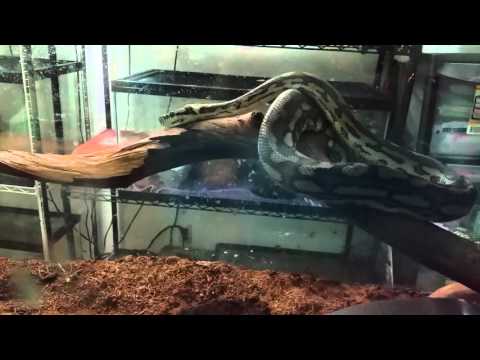 Carpet python drinks, attacks, then drinks water again