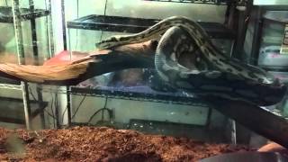 Carpet python drinks, attacks, then drinks water again