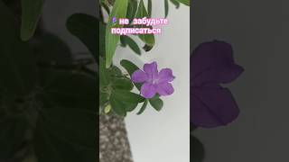 🪴Роэллия🪻 #домашнеецветоводство #plants #цветы #растения #цветыдлядома #домашниерастения