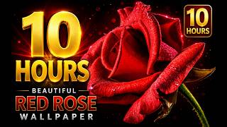  10 Hours Red Rose Wallpaper  No Sound  Beautiful Relaxing Flower Background Hd