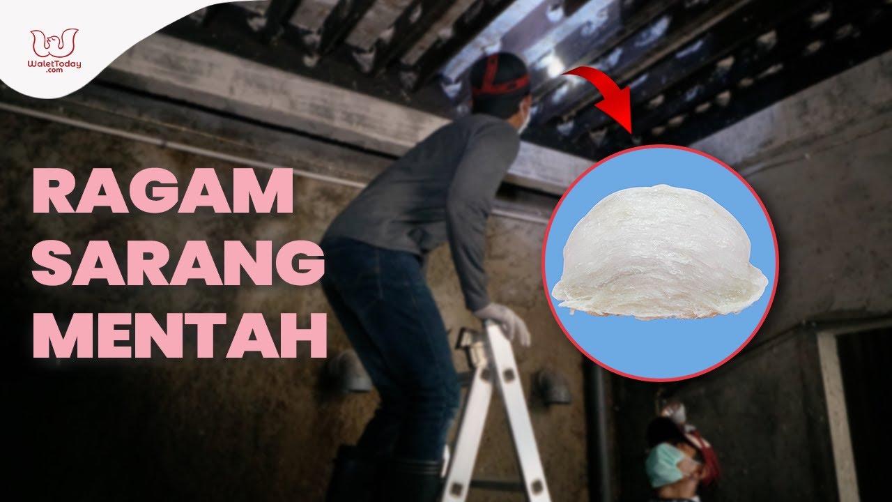 Ragam Bentuk Sarang Walet Mentah