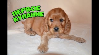 #Английский кокер спаниель#Первое купание щенка #Английский кокер спаниель#Первое купание щенка