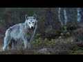 Живой или вымерший. Флоридский черный волк / Extinct or Alive | HD |