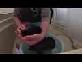 【元野犬】はじめてのお風呂【本気の汚れ】 Stray puppy's first bath