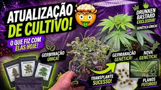 O QUE FIZ COM AS PLANTAS HOJE? (Transplantes, Planos Futuros e Próximos Clones)