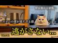 ストーカー猫復活。ママへの愛が重すぎる愛猫が愛おしい