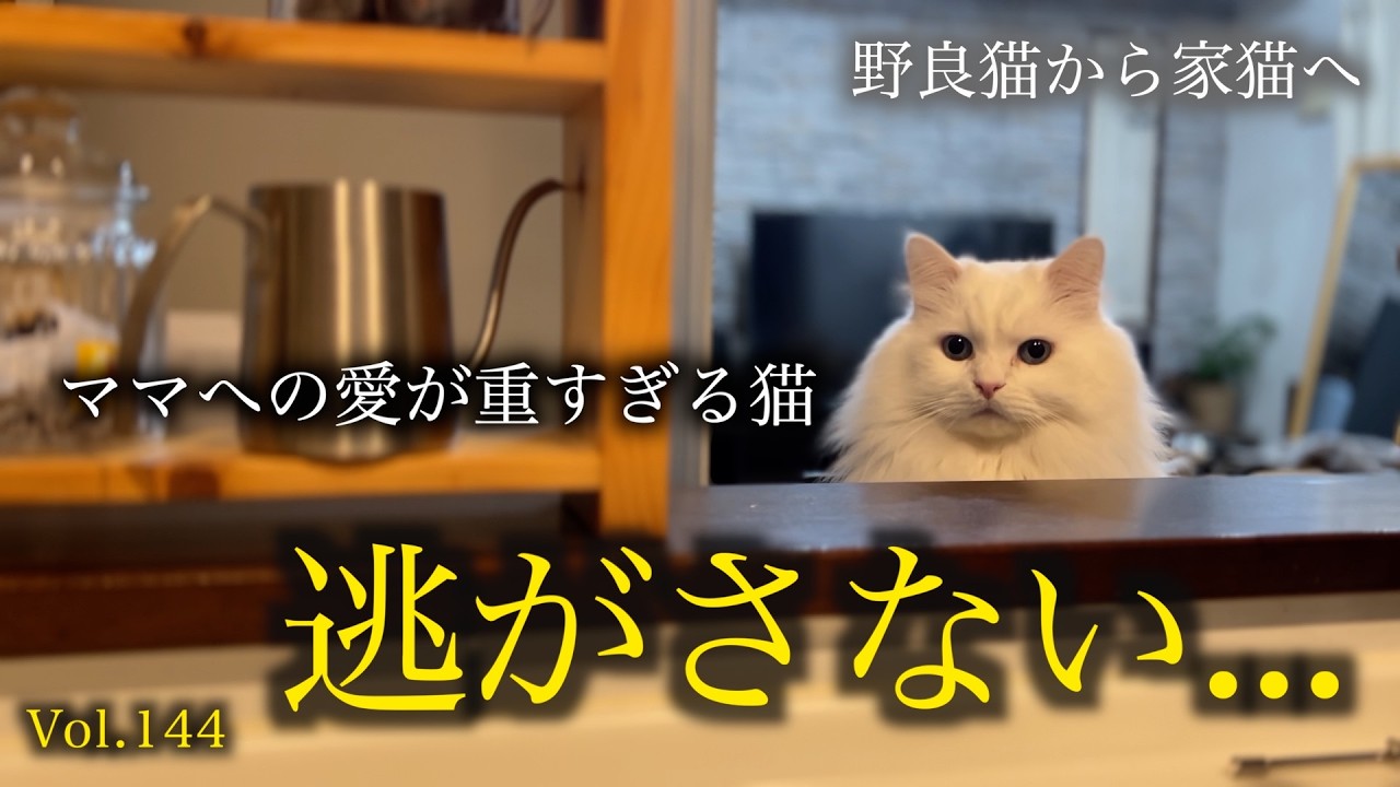 ストーカー猫復活。ママへの愛が重すぎる愛猫が愛おしい