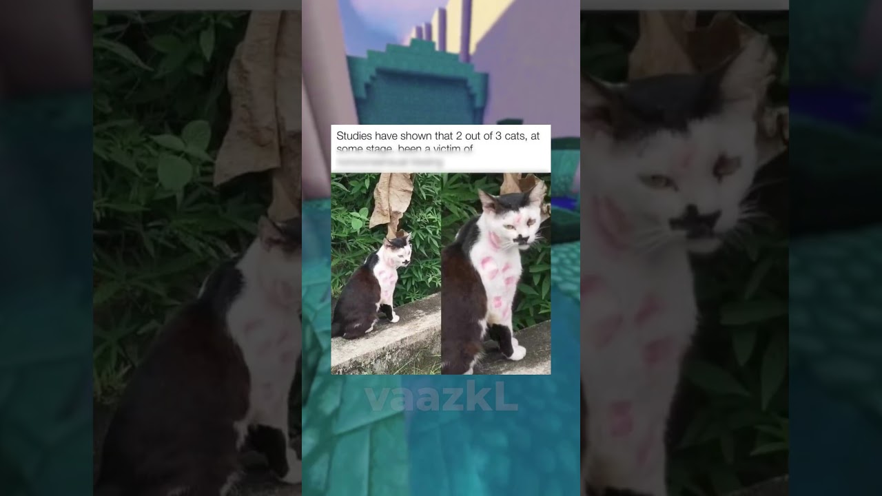 Cat Memes - YouTube, image size:1280x720