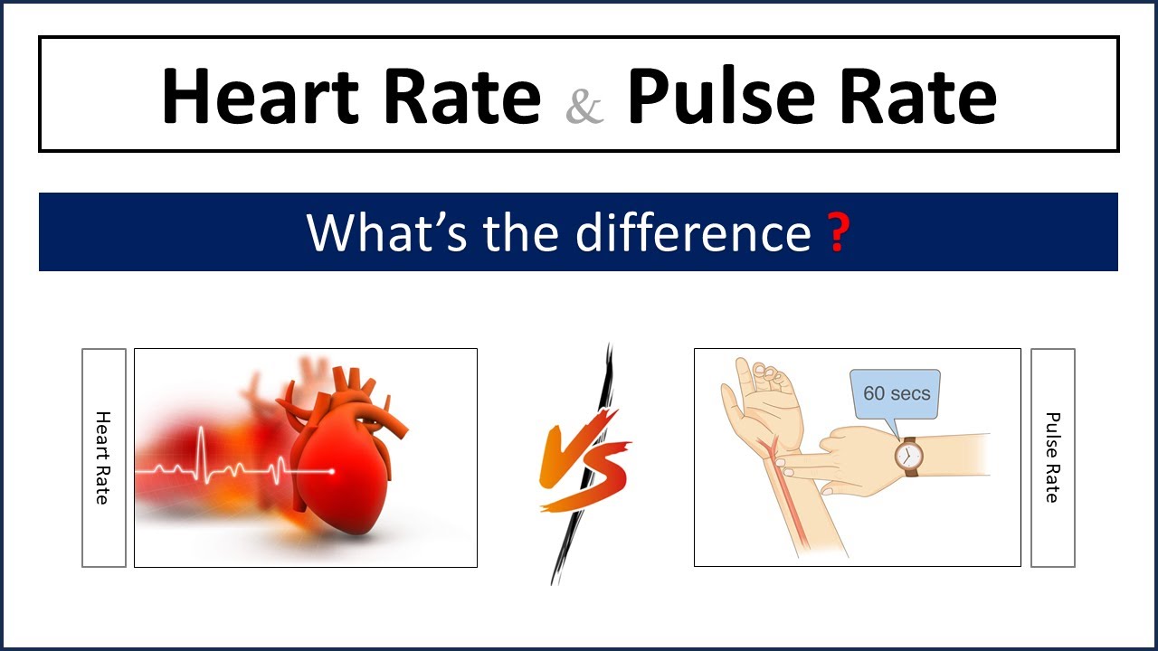 Difference Between Heart Rate Pulse Rate YouTube Difference Between Heart Rate Pulse Rate YouTube