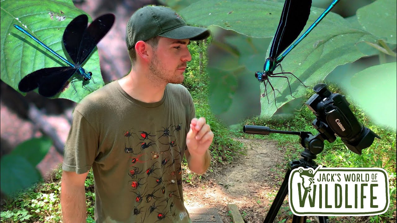 EBONY JEWELWINGS! Most Beautiful DAMSELFLY!