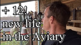 New Birds.. Leg Ringing Finches, Aviary Update.