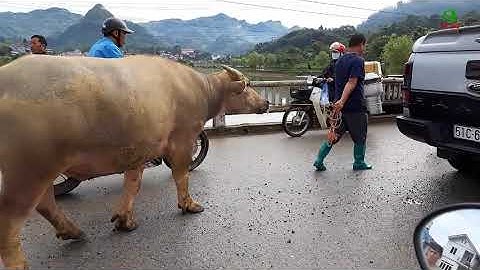 Chợ TRÂU Bắc Hà | Độc đáo phiên chợ Vùng cao | Buffalo market | TV369