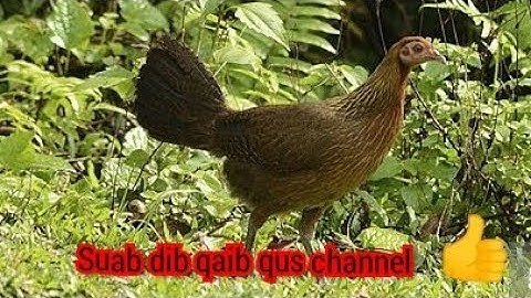 tiếng gà mái rừng mới 2022 suab poj qaib seev thiab tsauj qua zoo heev 💯 tuaj xwb2