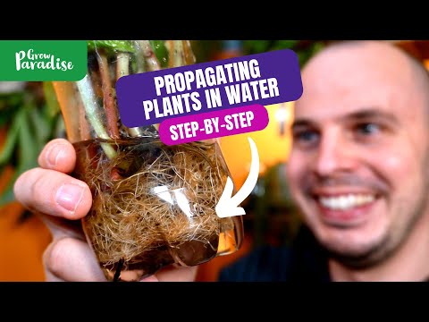 Propagating plants in water | 7 tips for SUCCESS