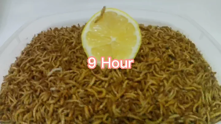 10001 Mealworms vs Lemon [Time Lapse Video] Worm Sick 😭😭🐛🐛