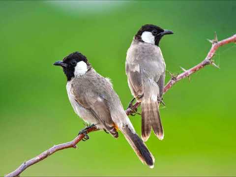 طوني حنا طانسلي