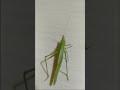 Small Green Grasshopper | Get in the House #Short