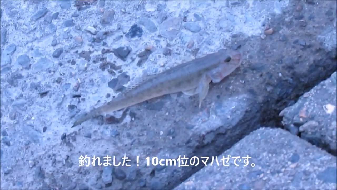 ハゼ釣り 延べ竿編 Youtube