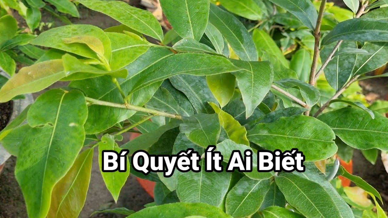 Tưới Nước Này Cho Cây Mai Tốt Hơn Là Tưới Dưỡng Rễ.