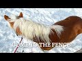 Teaching a Horse to Come to the Fence