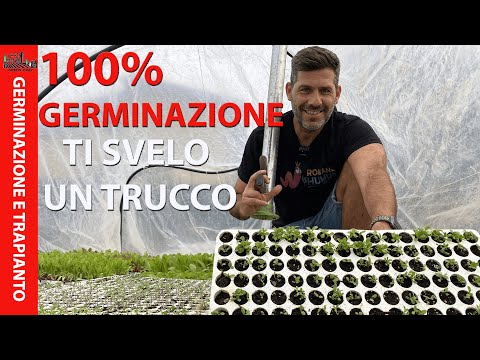 Video: Germinazione dei semi: condizioni e termini. Come controllare la germinazione dei semi di pepe