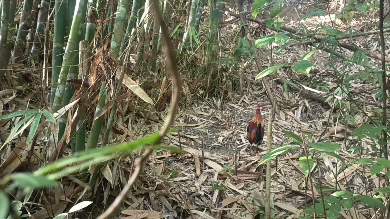 Huli ngayun February 13 2026