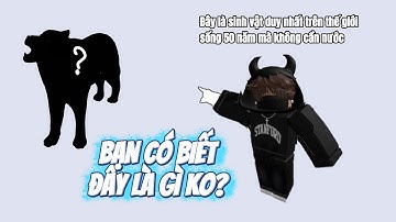 Ding Ding memes: bạn có biết đây là gì ko?