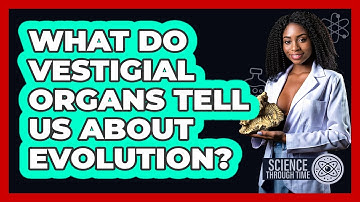 What Do Vestigial Organs Tell Us About Evolution? - Science Through Time