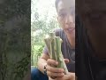 Giâm Cành Cho Cây Đu Đủ