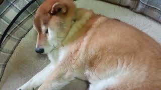 イチの変化＆突然の不調、その後の小梅記録3