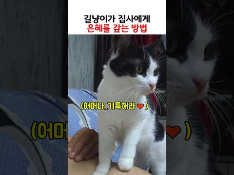 길냥이가 집사에게 은혜를 갚는 방법 thumbnail
