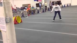 Pixie AKC jumpers 2/23/14