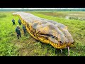 Grupo de cinegrafistas entrou no NINHO das ANACONDAS e precisam usar uma ISCA para ATRAIR a CRIATURA