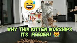 Hilarious! Kitten Worships Automatic Feeder Like a God?! | Funny Cats & Cute Animals screenshot 1