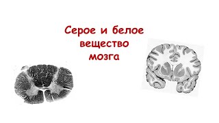 Серое и белое вещество мозга