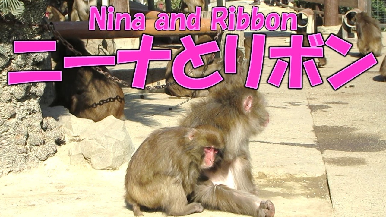 ニーナとリボン Nina and Ribbon 葉ッピー動物園2252 淡路島モンキーセンター 兵庫県