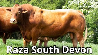 Raza De Ganado South Devon La Raza De Ganado Más Grande De Inglaterra