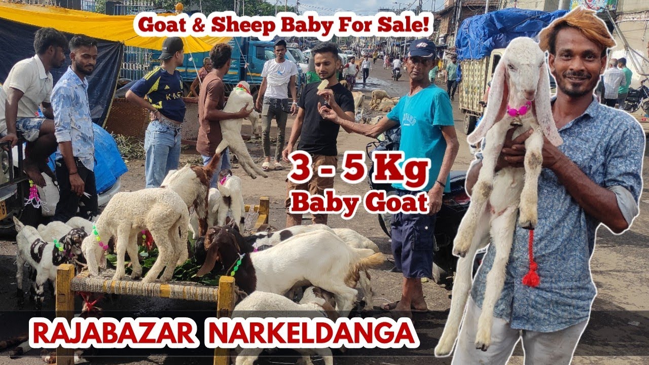 Pocket Friendly 3 - 5 Kg Wala Baby Goat For Sale | Rajabazar Narkeldanga Bakra Mandi | Kolkata #goat