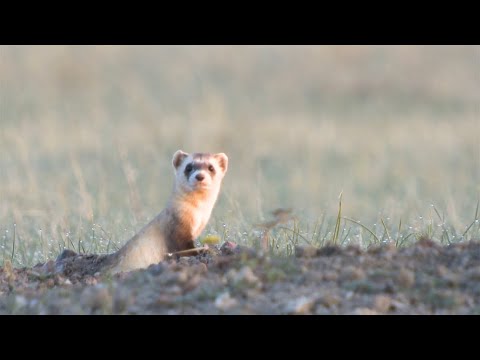 Partners Protecting the Masked Bandit of the Prairie