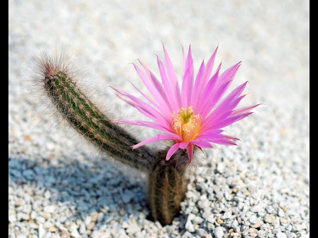 Rescatando a un Echinocereus schmollii, Propagacin, Injerto y seguimiento.  - YouTube
