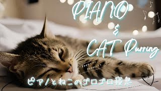🐾 Passive music therapy improves insomnia, improves sleep schedule, and reduces anxiety and stress 🐾 by ドクターねむねむねこ 19 views 11 days ago 12 hours