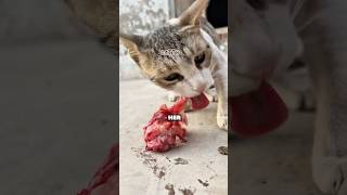 Catto Vlog 11 | Drop a 🤍 in the comments #shorts #catto