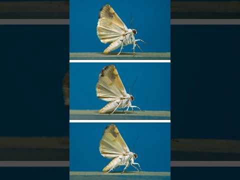 Owlets moths in flight! #insects #science