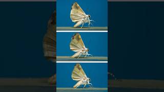 Owlets moths in flight! #insects #science