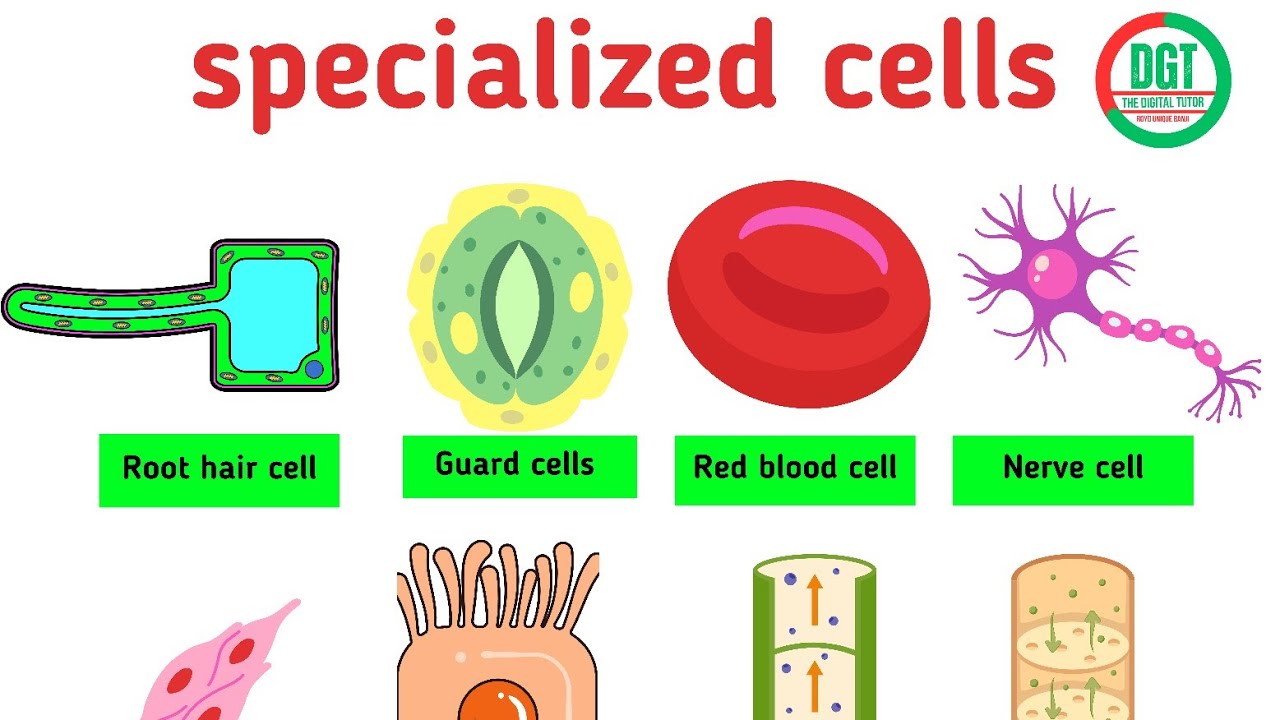 CELL SPECIALIZATION || BIOLOGY || FULL TOPIC - YouTube