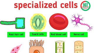 CELL SPECIALIZATION || BIOLOGY || FULL TOPIC