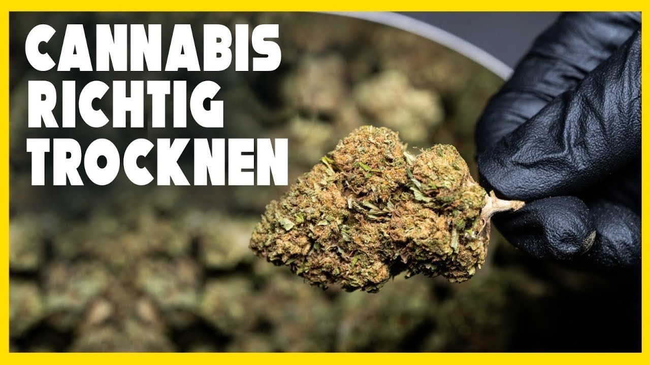 Cannabis Anbau Teil 10: 23 Tage Update – Atlant CBD Fortschritte \u0026 Fliegenproblem