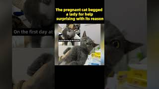 The pregnant cat begged a lady for help,surprising with its reason #kitten #RescueCat #animalshelter